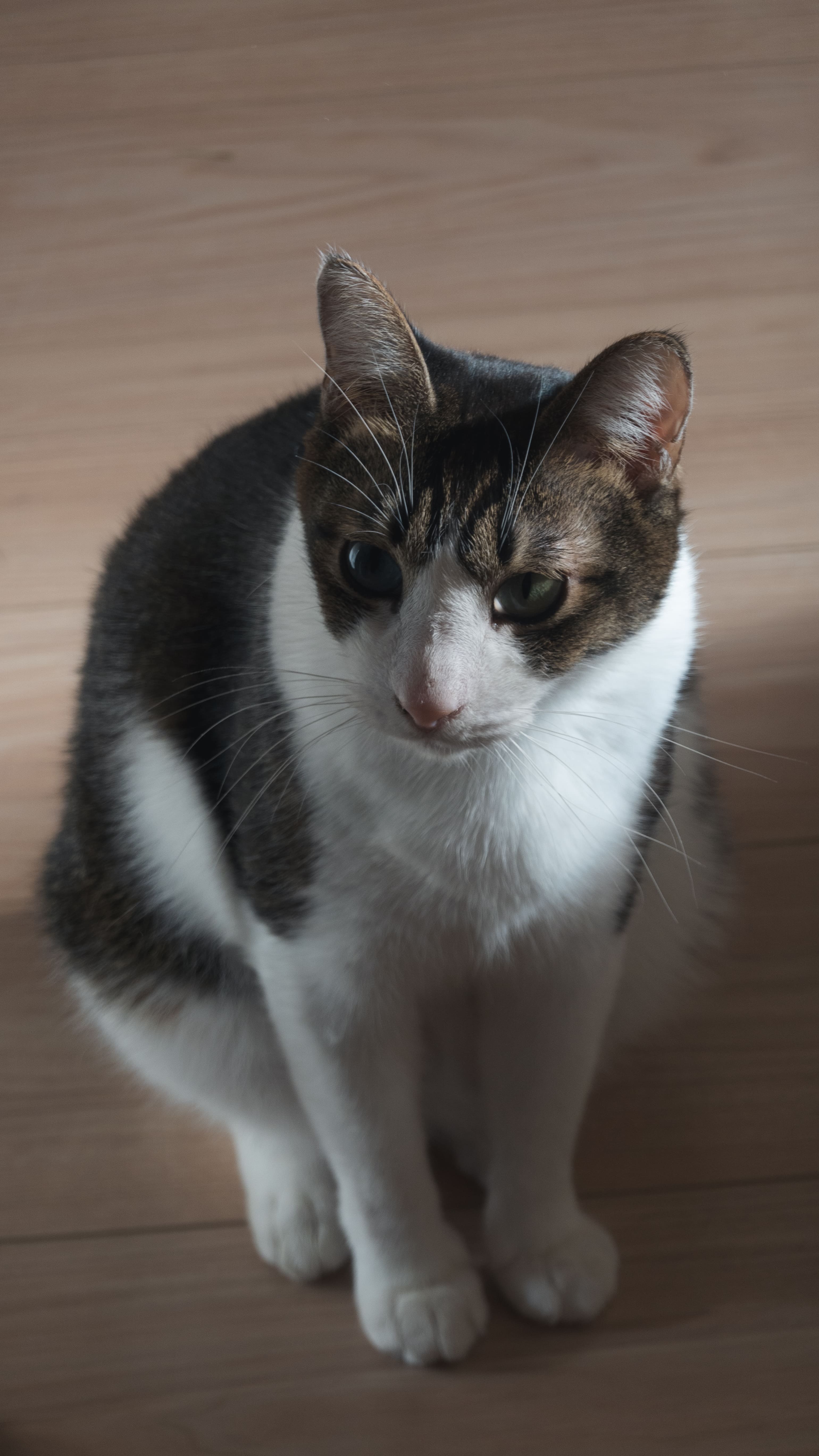 ryo-chan the cat